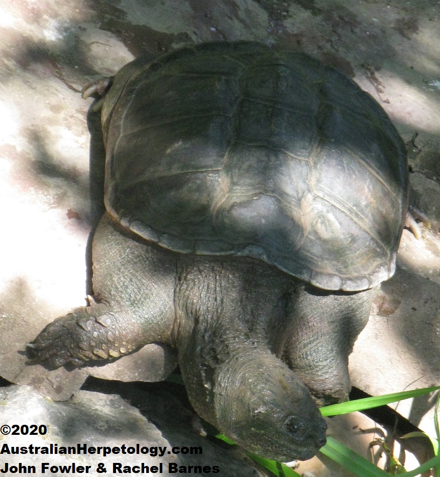 Common Snapping Turtle (Chelydra serpentina)